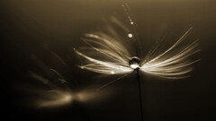 Plants dandelion monochrome Flowers water drops