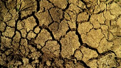 Plants dirt outdoors