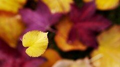 Plants fall leaves fallen leaves vibrant yellow depth of field
