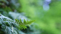 Plants Ferns depth of field