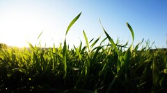 Plants field outdoors
