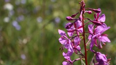 Plants Flowers bokeh