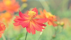 Plants Flowers colorful