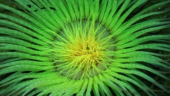 Plants Flowers Green yellow