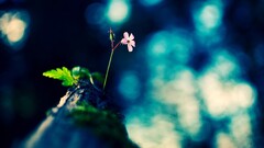 Plants Flowers leaves macro