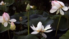 Plants Flowers leaves