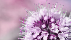 Plants Flowers macro deviantart pink background