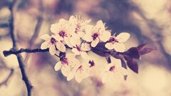 Plants Flowers macro