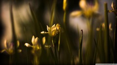 Plants Flowers macro