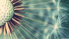 Plants Flowers macro