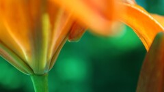 Plants Flowers orange closeup