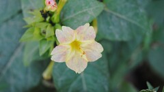 Plants Flowers petals leaves