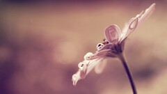 Plants Flowers petals water drops