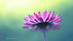 Plants Flowers pink flowers petals
