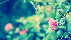 Plants Flowers pink flowers