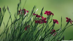 Plants Flowers red flowers green background