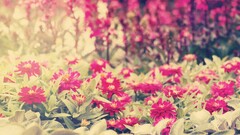 Plants Flowers red flowers outdoors