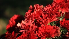 Plants Flowers red flowers