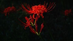 Plants Flowers red flowers