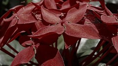 Plants Flowers red flowers