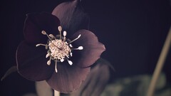 Plants Flowers Simple Background
