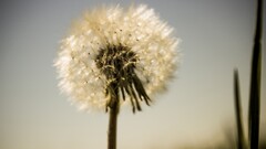 Plants Flowers white flowers