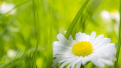 Plants Flowers yellow white Green