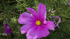 Plants grass Flowers