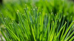 Plants grass outdoors