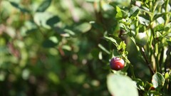 Plants Green Berries sunlight