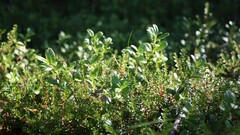 Plants Green forest sunlight macro