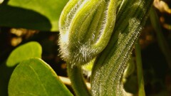 Plants Green outdoors