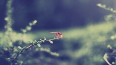 Plants insect leaves macro Animals