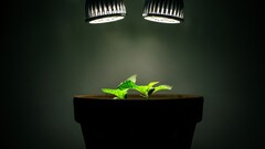 Plants Lamp leaves Green