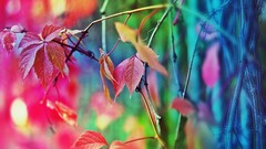 Plants leaves color correction