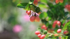 Plants leaves colorful food fruit