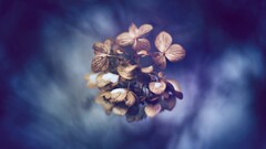 Plants leaves depth of field