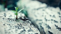 Plants leaves macro depth of field