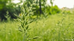 Plants leaves outdoors