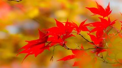 Plants leaves twigs colorful