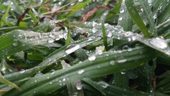 Plants leaves water drops