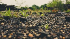 Plants leaves worm's eye view