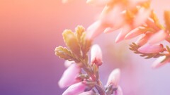 Plants macro Flowers