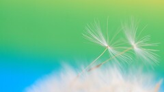 Plants macro gradient