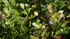 Plants macro Green blueberries sunlight forest depth of field