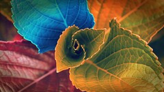 Plants macro leaves colorful