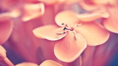 Plants macro orange flowers