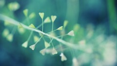 Plants macro outdoors