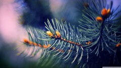 Plants macro pine trees blurred