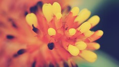 Plants macro yellow flowers Flowers